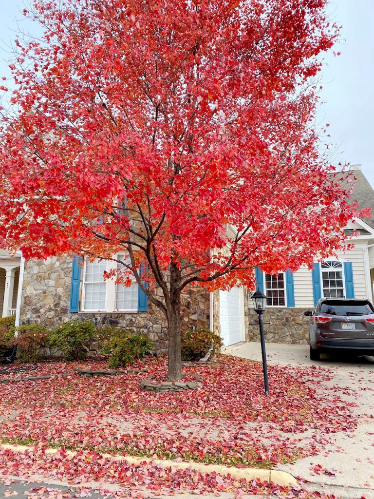 red tree in front of our house