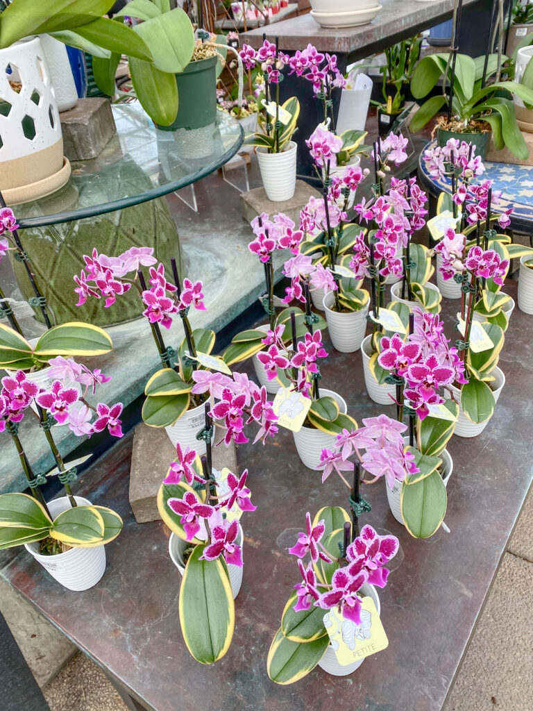 orchids at nursery