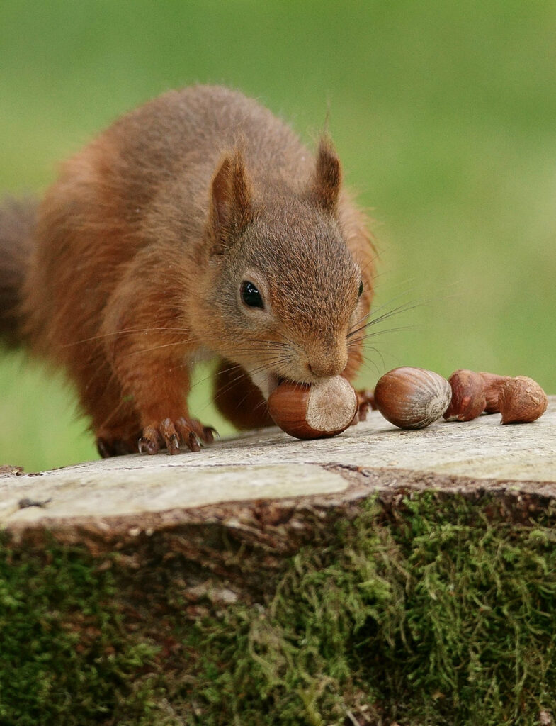 squirrel with hazelnuts