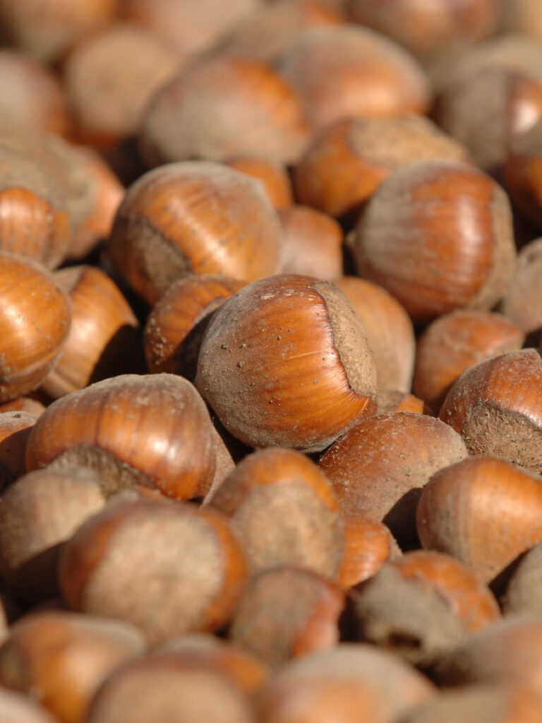 hazelnuts in shells