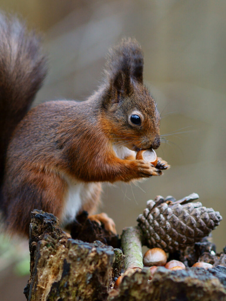 squirrel with hazelnut